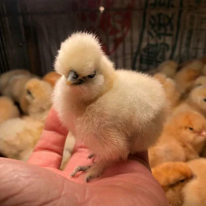 泰和烏雞【一隻】運送方式【空軍一號】