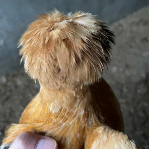 北京油雞【一隻】運送方式【空軍一號】