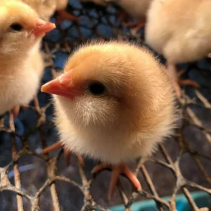 三黃鬍鬚雞【一隻】運送方式【空軍一號】