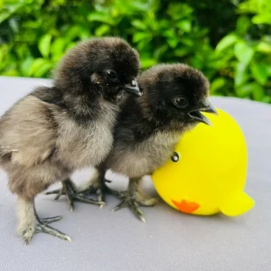 黑鳳【一隻】運送方式【空軍一號】