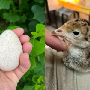 火雞【一隻】運送方式【空軍一號】