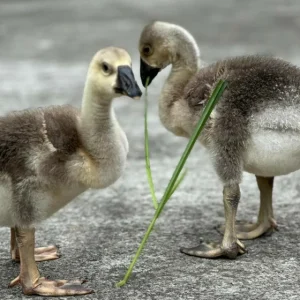 土鵝【一隻】運送方式【空軍一號】