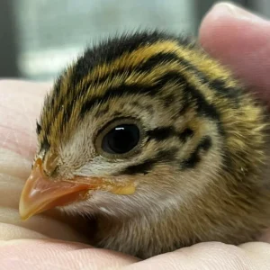 珠雞【一隻】運送方式【空軍一號】