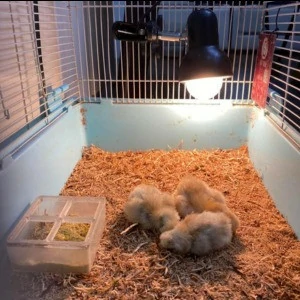 【出租】三隻小雞( 含押金2000元 )