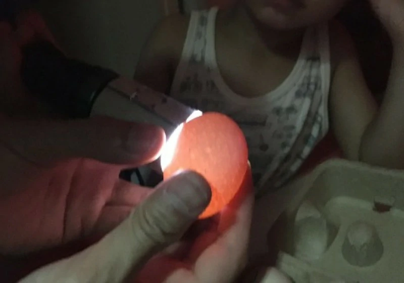 孵蛋計畫【售價含押金4000元】:圖片 2