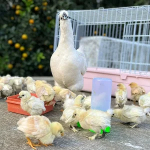 籠子 ※運送方式：郵局，運費$145元※