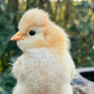 北京油雞【受精卵蛋】一顆 ※小七店到店※