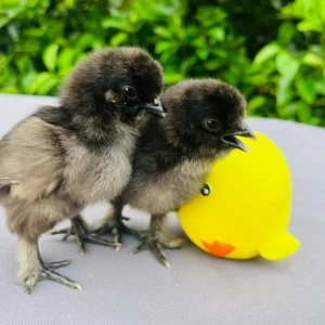 黑鳳【受精卵蛋】一顆 ※小七店到店※