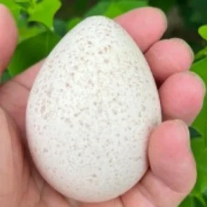 火雞【受精卵蛋】一顆 ※小七店到店※