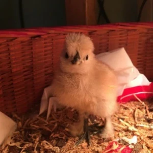 包生蛋之雞寶包 ★運送方式★【空軍一號】